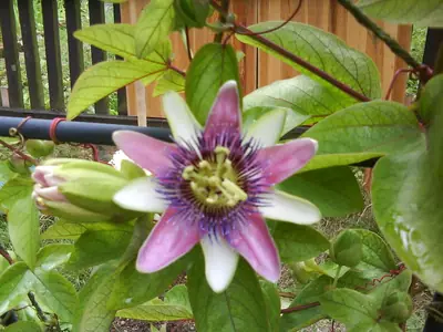 Mučenka (Passiflora) - vše o mučenkách