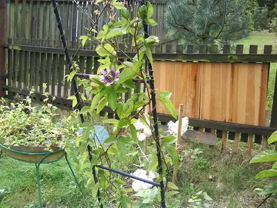 Mučenka (Passiflora) - vše o mučenkách