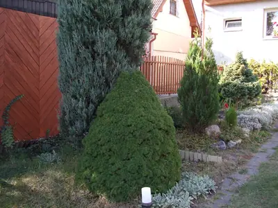 Cypřišek hrachonosný