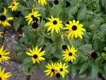 Třapatka