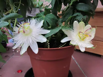 Mučenka (Passiflora) - vše o mučenkách