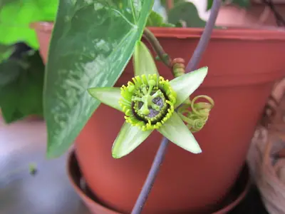 Mučenka (Passiflora) - vše o mučenkách