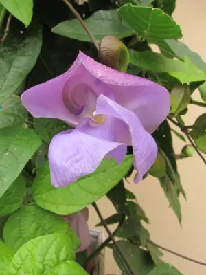 Mučenka (Passiflora) - vše o mučenkách