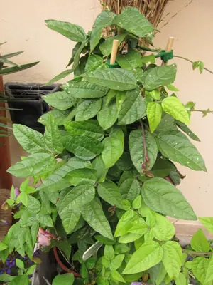 Mučenka (Passiflora) - vše o mučenkách