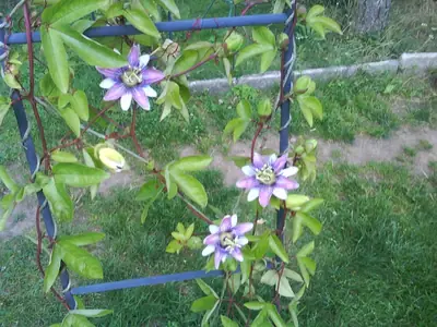 Mučenka (Passiflora) - vše o mučenkách