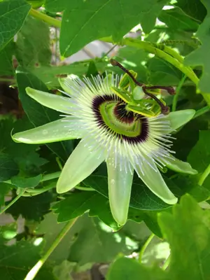 Mučenka (Passiflora) - vše o mučenkách