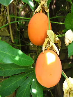 Mučenka (Passiflora) - vše o mučenkách