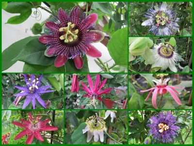 Mučenka (Passiflora) - vše o mučenkách