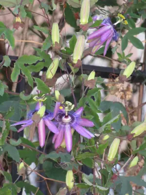 Mučenka (Passiflora) - vše o mučenkách