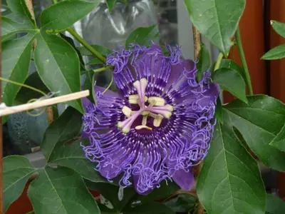 Mučenka (Passiflora) - vše o mučenkách