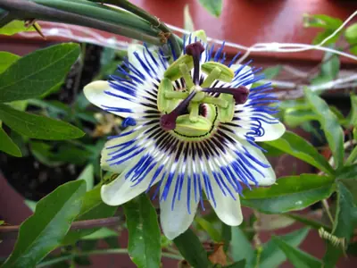 Mučenka (Passiflora) - vše o mučenkách