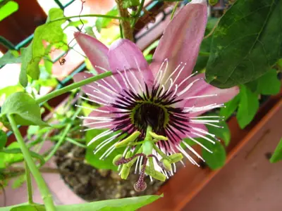 Mučenka (Passiflora) - vše o mučenkách
