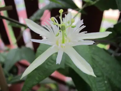 Mučenka (Passiflora) - vše o mučenkách
