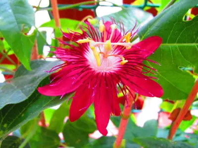 Mučenka (Passiflora) - vše o mučenkách