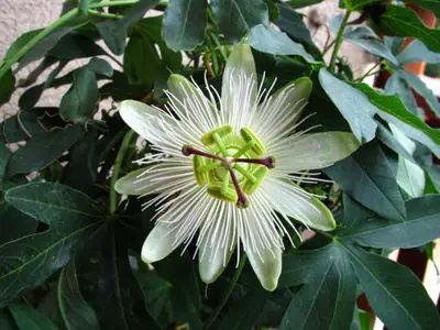 Mučenka (Passiflora) - vše o mučenkách