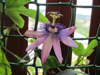 Mučenka (Passiflora) - vše o mučenkách