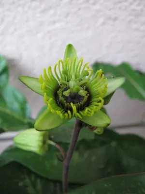 Mučenka (Passiflora) - vše o mučenkách