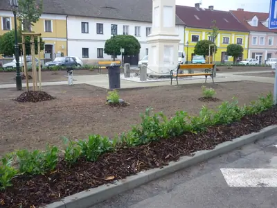 Z čeho nejlépe živý plot