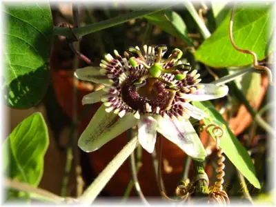 Mučenka (Passiflora) - vše o mučenkách