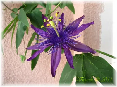 Mučenka (Passiflora) - vše o mučenkách