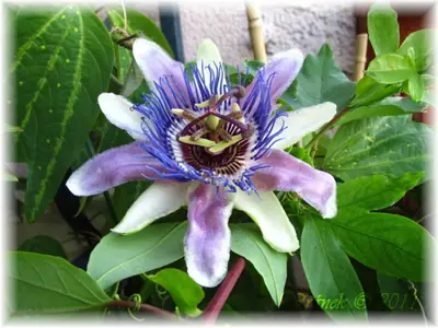 Mučenka (Passiflora) - vše o mučenkách
