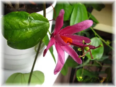 Mučenka (Passiflora) - vše o mučenkách