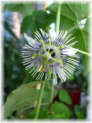 Mučenka (Passiflora) - vše o mučenkách