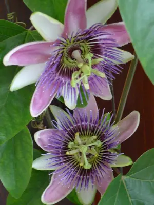 Mučenka (Passiflora) - vše o mučenkách