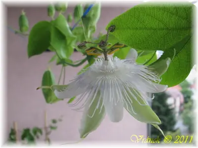 Mučenka (Passiflora) - vše o mučenkách