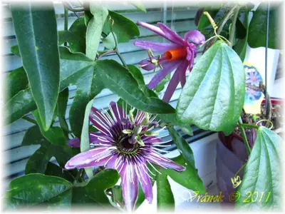 Mučenka (Passiflora) - vše o mučenkách