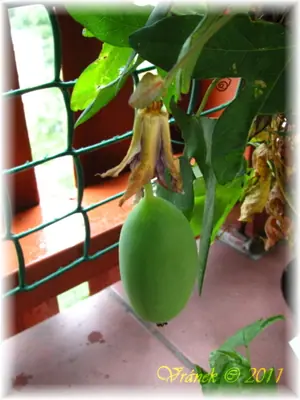 Mučenka (Passiflora) - vše o mučenkách