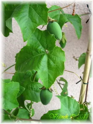 Mučenka (Passiflora) - vše o mučenkách