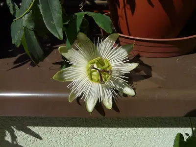 Mučenka (Passiflora) - vše o mučenkách