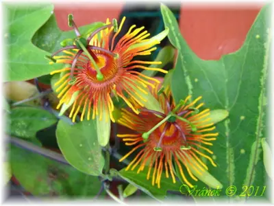 Mučenka (Passiflora) - vše o mučenkách