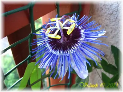 Mučenka (Passiflora) - vše o mučenkách