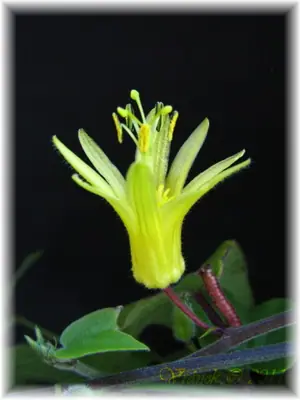 Mučenka (Passiflora) - vše o mučenkách