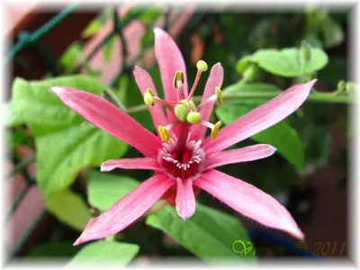Mučenka (Passiflora) - vše o mučenkách