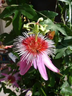 Mučenka (Passiflora) - vše o mučenkách