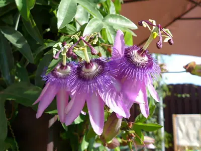 Mučenka (Passiflora) - vše o mučenkách