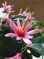 Mučenka (Passiflora) - vše o mučenkách