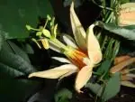 Mučenka (Passiflora) - vše o mučenkách