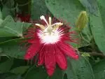 Mučenka (Passiflora) - vše o mučenkách