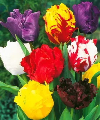 Tulipán