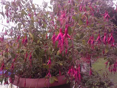 Fuchsie