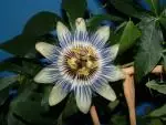 Mučenka (Passiflora) - vše o mučenkách
