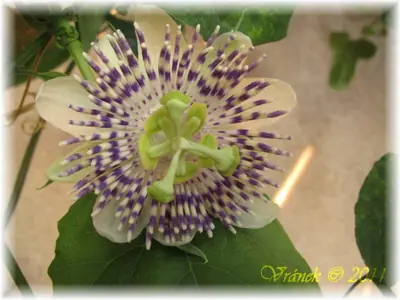 Mučenka (Passiflora) - vše o mučenkách