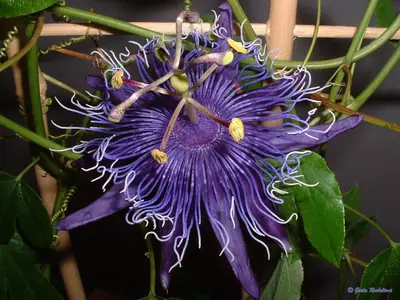 Mučenka (Passiflora) - vše o mučenkách
