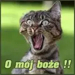 Kočka rozhrabává květináče