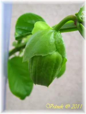 Mučenka (Passiflora) - vše o mučenkách