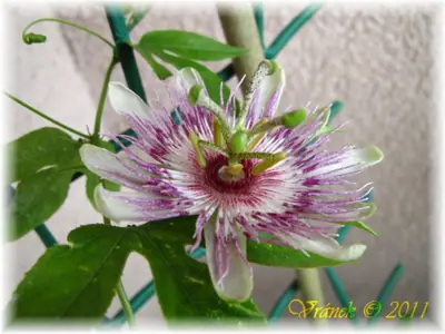 Mučenka (Passiflora) - vše o mučenkách